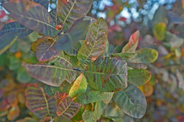 Feuillage Automne Est Les Belles Couleurs Automne Nature Décorer Des — Photo