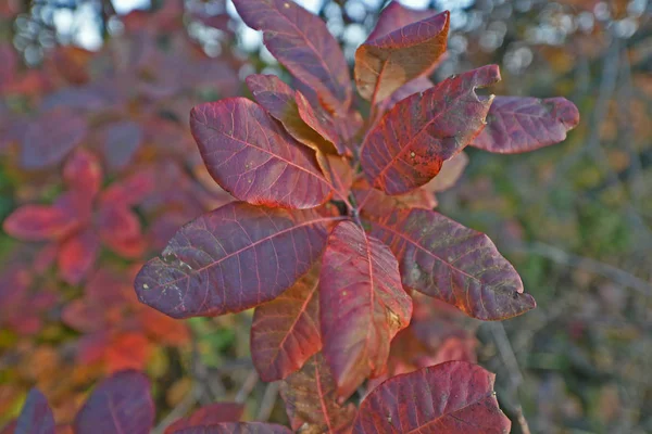 Feuillage Automne Est Les Belles Couleurs Automne Nature Décorer Des — Photo