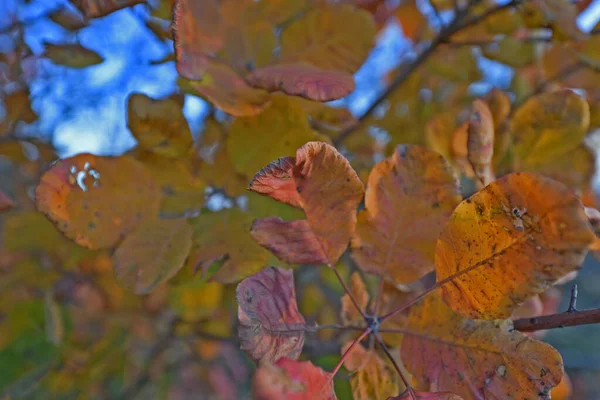 Feuillage Automne Est Les Belles Couleurs Automne Nature Décorer Des — Photo