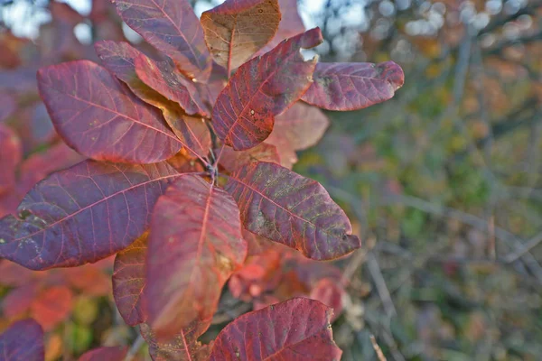 Feuillage Automne Est Les Belles Couleurs Automne Nature Décorer Des — Photo