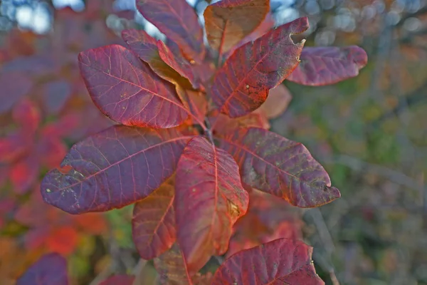 Φθινοπωρινό Φύλλωμα Είναι Όμορφα Φθινοπωρινά Χρώματα Της Φύσης Διακόσμηση Δέντρων — Φωτογραφία Αρχείου