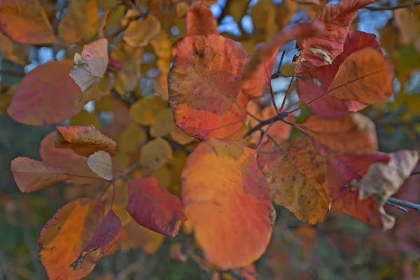 Осенняя Листва Красивые Осенние Цвета Природы Украска Деревьев Каждый Год — стоковое фото
