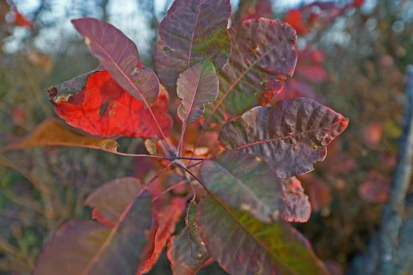 秋天的树叶是大自然美丽的秋天的颜色 每年装饰树木 — 图库照片
