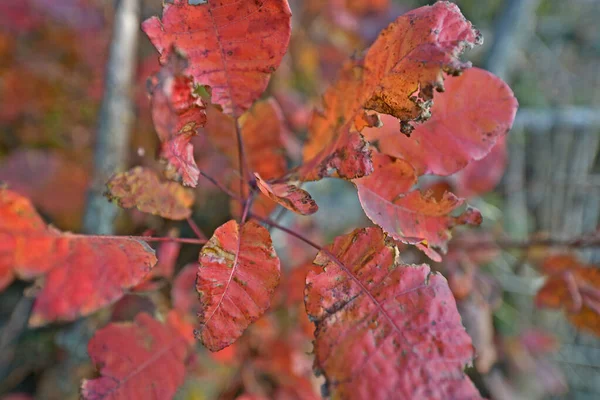 Folhagem Outono Belas Cores Outono Natureza Decoração Árvores Todos Anos — Fotografia de Stock