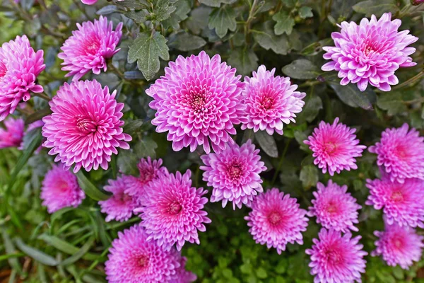 Schöne Chrysanthemenblüten Herbst Schöne Herbstdekoration Der Natur — Stockfoto