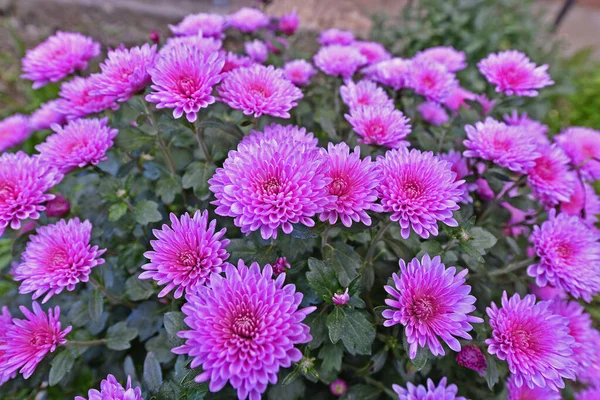 Schöne Chrysanthemenblüten Herbst Schöne Herbstdekoration Der Natur — Stockfoto