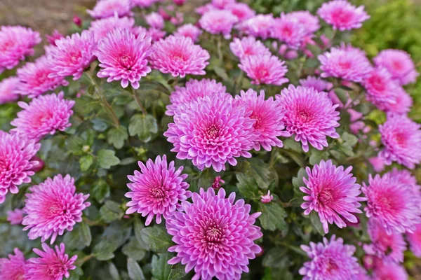 Schöne Chrysanthemenblüten Herbst Schöne Herbstdekoration Der Natur — Stockfoto