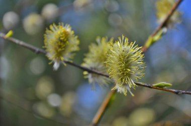 Güzel bahar ormanı çiçekleri. Doğa kıştan sonra uyanıyor..