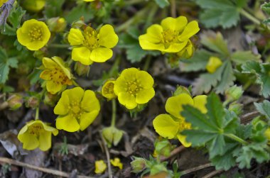 Güzel bahar ormanı çiçekleri. Doğa kıştan sonra uyanıyor..