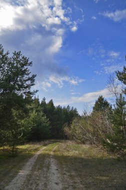 Güzel bahar ormanı manzaraları. Doğa kıştan sonra uyanıyor..