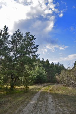 Güzel bahar ormanı manzaraları. Doğa kıştan sonra uyanıyor..