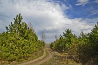 Güzel bahar ormanı manzaraları. Doğa kıştan sonra uyanıyor..