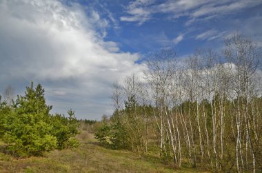 Güzel bahar ormanı manzaraları. Doğa kıştan sonra uyanıyor..