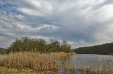 Güzel bahar ormanı manzaraları. Doğa kıştan sonra uyanıyor..