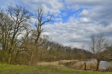 Güzel bahar ormanı manzaraları. Doğa kıştan sonra uyanıyor..