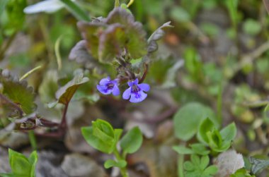Güzel bahar ormanı çiçekleri. Doğa kıştan sonra uyanıyor..