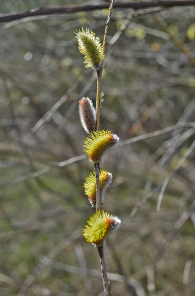 Belles Fleurs Forêt Printanière Nature Réveille Après Hiver — Photo