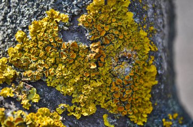 Güzel, sarı bir yeşil renkle büyümüş bir ağaç yosunu..