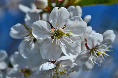 Çiçek açan kiraz ağacının genç tomurcukları.