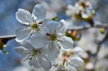 Çiçek açan kiraz ağacının genç tomurcukları.