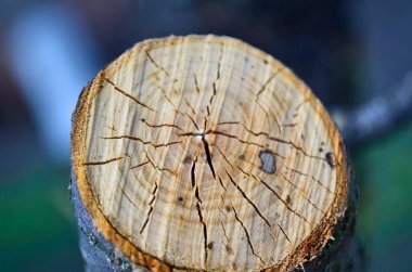 Bir ağacın halka ve dokusunun kesik görüntüsü.