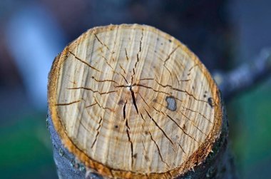 Bir ağacın halka ve dokusunun kesik görüntüsü.