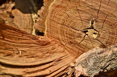 Bir ağacın halka ve dokusunun kesik görüntüsü.