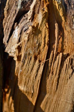 Bir ağacın halka ve dokusunun kesik görüntüsü.