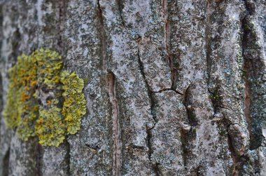 Ağaç kabuğunun farklı dokusu.