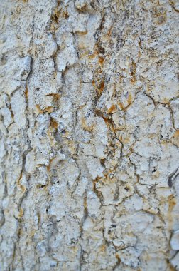 Ağaç kabuğunun farklı dokusu.