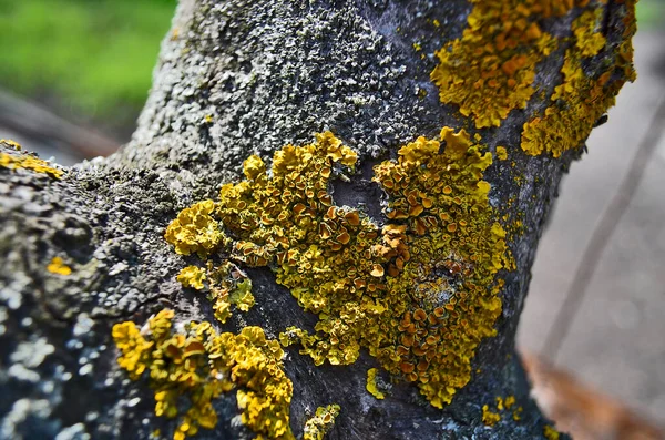 Close Líquen Árvore Ampliado Uma Bela Cor Amarela Verde — Fotografia de Stock