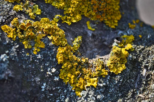 Closeup Tree Lichen Enlarged Beautiful Yellow Green Color — Stock Photo, Image