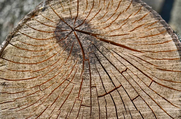 Una Vista Taglio Albero Del Suo Anello Struttura — Foto Stock