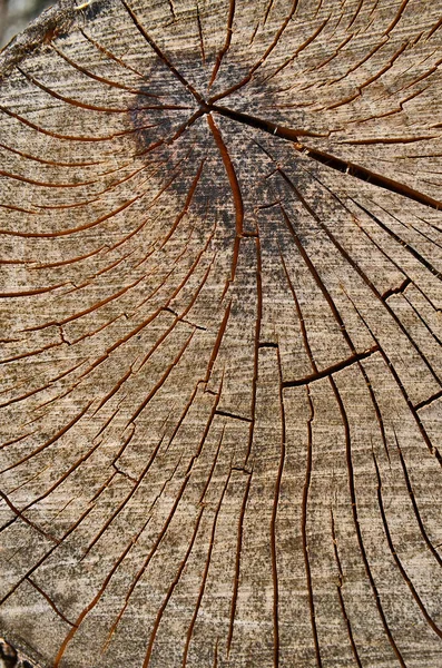 Срезанный Вид Дерева Кольца Текстуры — стоковое фото