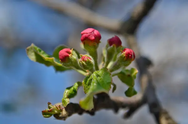 Jeunes Bourgeons Pommier Fleurs — Photo