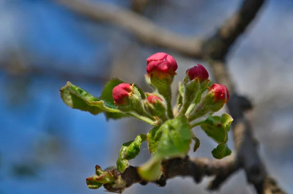 Jeunes Bourgeons Pommier Fleurs — Photo