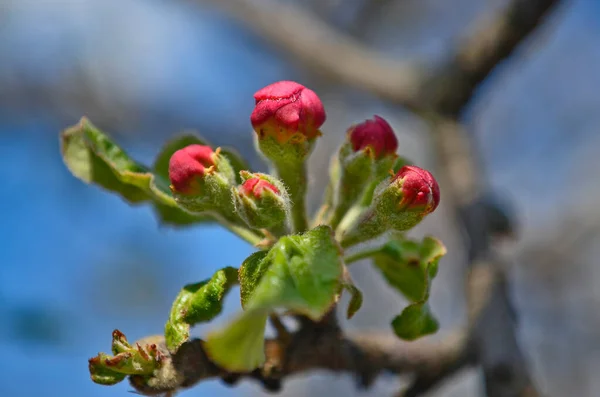 Jeunes Bourgeons Pommier Fleurs — Photo