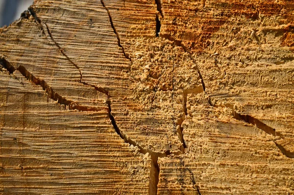 Una Vista Taglio Albero Del Suo Anello Struttura — Foto Stock