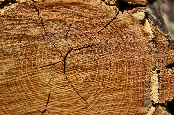 Cut View Tree Its Ring Texture — Stock Photo, Image