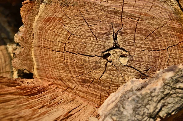 Bir ağacın halka ve dokusunun kesik görüntüsü.