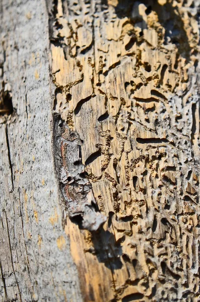 Uma Vista Corte Uma Árvore Seu Anel Textura — Fotografia de Stock