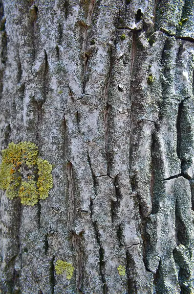 Diversa Textura Corteza Del Árbol —  Fotos de Stock