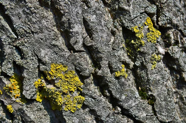 Diversa Textura Corteza Del Árbol — Foto de Stock