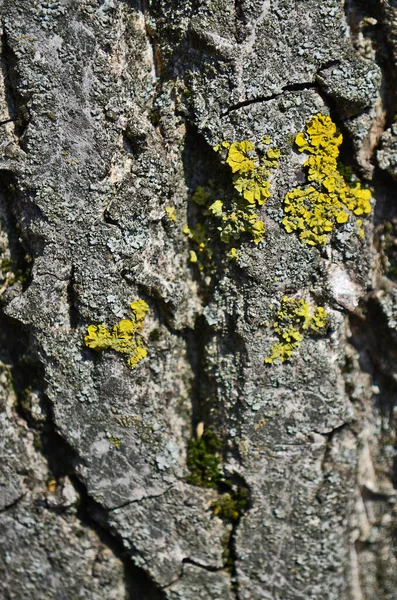 Textura Diversificada Casca Árvore — Fotografia de Stock