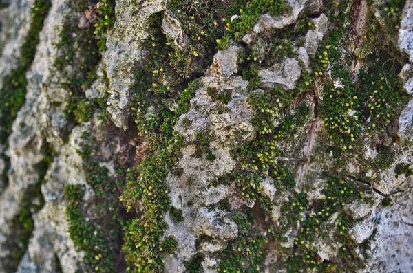 Різноманітна Текстура Кори Дерева — стокове фото