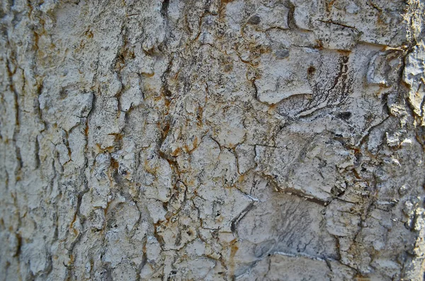 Texture Diversifiée Écorce Arbre — Photo