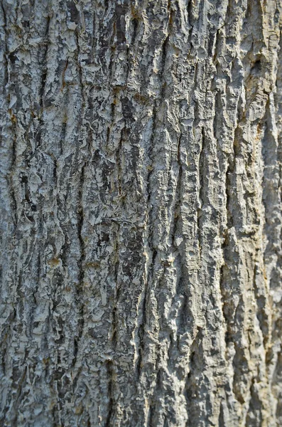 Die Vielfältige Struktur Der Baumrinde — Stockfoto
