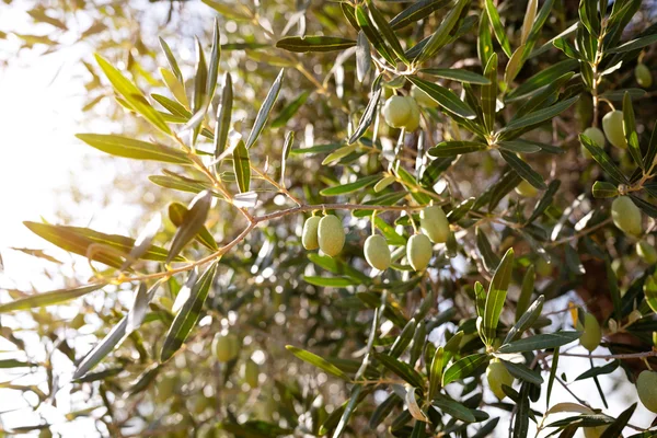 나무에 달린 푸른 올리브 열매 — 스톡 사진