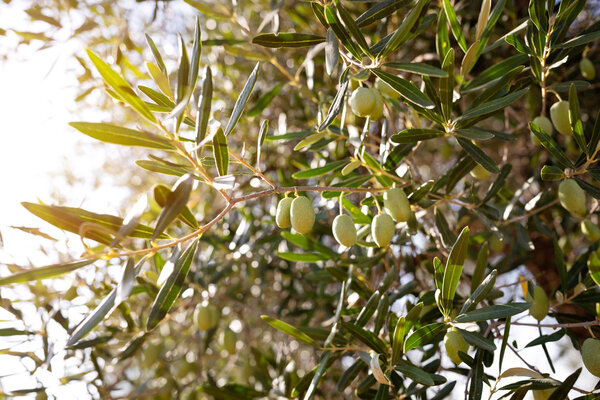 зеленые оливки на дереве