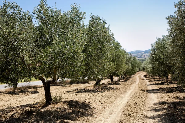 Rows of Olive yard — Stock Photo, Image